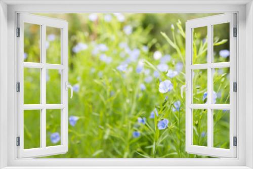 Fototapeta Naklejka Na Ścianę Okno 3D - Blue Flax Flowers. Blooming Flax Field

