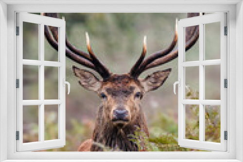 Fototapeta Naklejka Na Ścianę Okno 3D - Red Deer stag looking through the autumn bracken in the countryside 