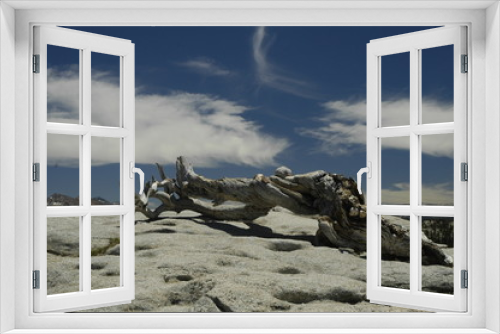 Fototapeta Naklejka Na Ścianę Okno 3D - Dead Cypress