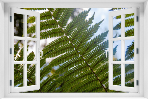 Fototapeta Naklejka Na Ścianę Okno 3D - Fotografia de Natureza