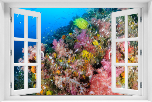 Fototapeta Naklejka Na Ścianę Okno 3D - Beautiful, colorful soft corals on a tropical reef in the Mergui Archipelago, Myanmar