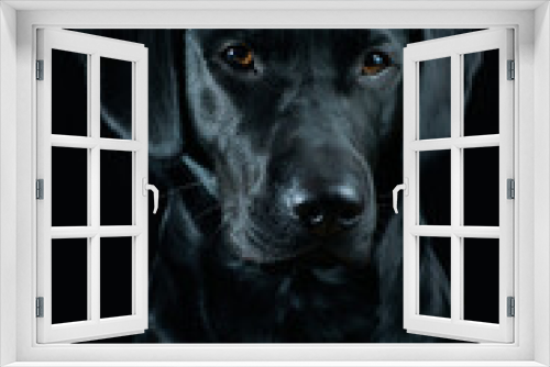 Fototapeta Naklejka Na Ścianę Okno 3D - Black Labrador Portrait on black background
