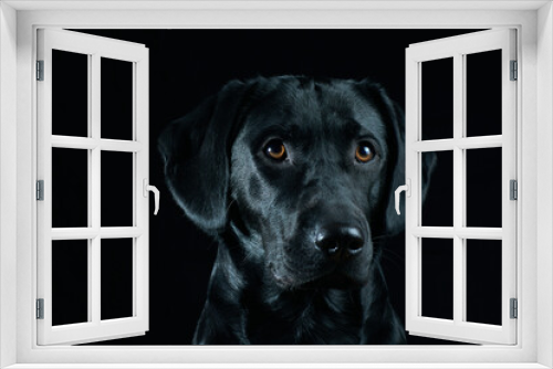 Fototapeta Naklejka Na Ścianę Okno 3D - Black Labrador Portrait on black background