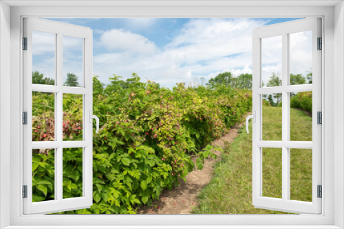 Fototapeta Naklejka Na Ścianę Okno 3D - You pick raspberry field with ripe fruit on vines