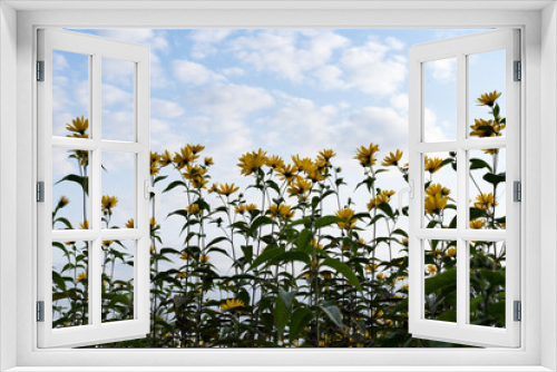 Fototapeta Naklejka Na Ścianę Okno 3D - field of sunflowers