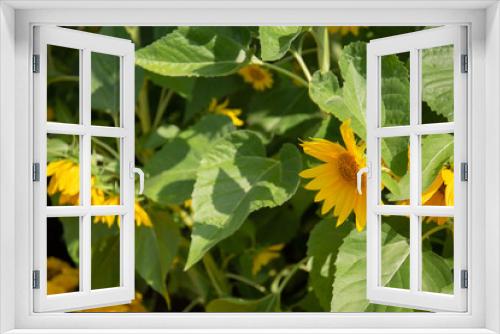Fototapeta Naklejka Na Ścianę Okno 3D - Sunflower blooming under sunlight in the garden 