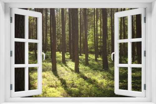 Fototapeta Naklejka Na Ścianę Okno 3D - Bright light among forest trees. nature green wood backgrounds