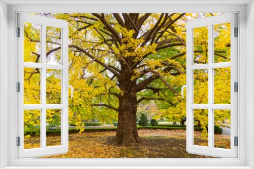 Fototapeta Naklejka Na Ścianę Okno 3D - close-up of gingko tree in autumn