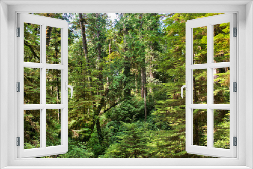 Fototapeta Naklejka Na Ścianę Okno 3D - Pristine rainforest on Vancouver Island, BC, Canada