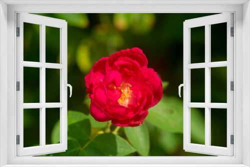 Fototapeta Naklejka Na Ścianę Okno 3D - Close up deep pink of Damask Rose flower.