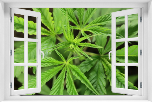 Fototapeta Naklejka Na Ścianę Okno 3D - cannabis background with texture of carved leaves on a dark background, marijuana plant with a young bud top view, growing cannabis for medical purposes