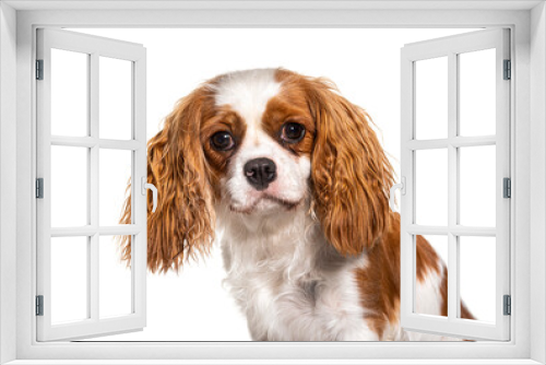 Fototapeta Naklejka Na Ścianę Okno 3D - Cavalier King Charles Spaniel dog, isolated