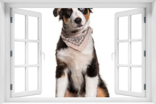 Fototapeta Naklejka Na Ścianę Okno 3D - Odd-eyed australian Shepherd wearing a scarf dog