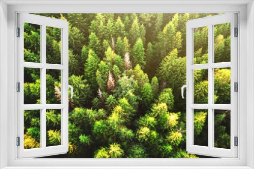 Fototapeta Naklejka Na Ścianę Okno 3D - Top down aerial view of bright green spruce and yellow autumn trees in fall forest.