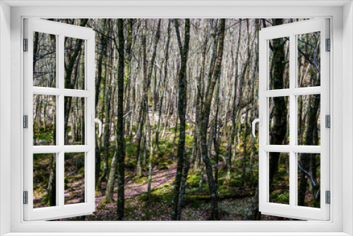 Fototapeta Naklejka Na Ścianę Okno 3D - Jóvenes árboles creciendo muy juntos en un bosque atravesado por un pequeño sendero.