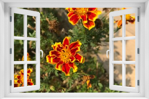 Fototapeta Naklejka Na Ścianę Okno 3D - Red flower at Na Ton Jun, SriSatChaNaLai, Sukhothai, Thailand.