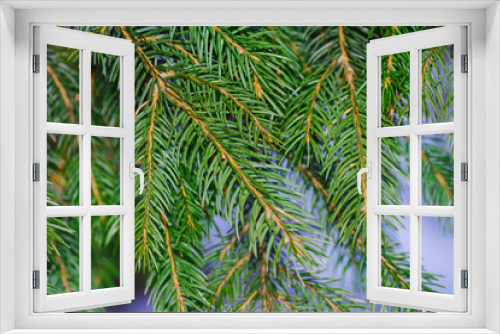 Fototapeta Naklejka Na Ścianę Okno 3D - Green spruce needles. Close-up.