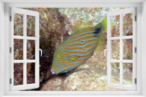 Fototapeta Naklejka Na Ścianę Okno 3D - クマドリの幼魚
