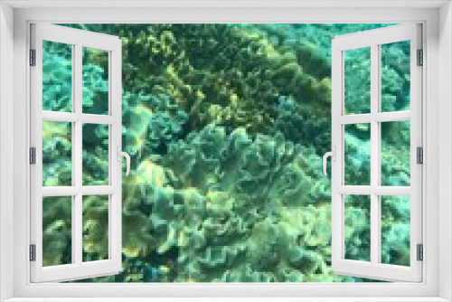 Fototapeta Naklejka Na Ścianę Okno 3D - coral reef in the sea