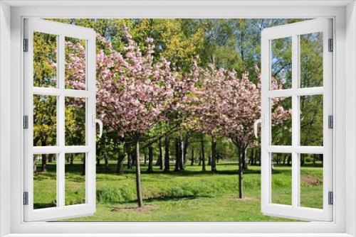 Fototapeta Naklejka Na Ścianę Okno 3D - Beautifully blooming sakura trees are the symbol of japan on warm May days