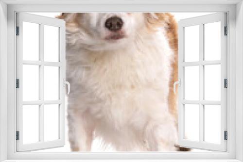Fototapeta Naklejka Na Ścianę Okno 3D - one eye dog