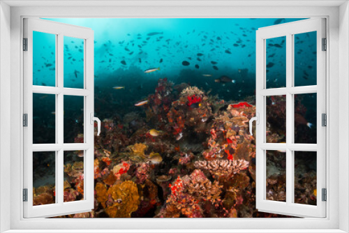 Fototapeta Naklejka Na Ścianę Okno 3D - Underwater photography, colorful reef scene. Tropical and vibrant ecosystem in clear blue water. Rich marine life, Indian Ocean
