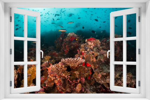 Fototapeta Naklejka Na Ścianę Okno 3D - Underwater photography, scuba divers swimming among colorful reef ecosystem surrounded by tropical reef fish. Colorful reef life, tropical ocean scene
