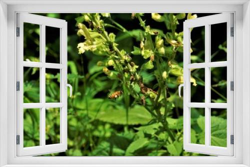 Fototapeta Naklejka Na Ścianę Okno 3D - Bee flying to blooming Salvia glutinosa plant