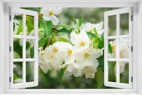 Fototapeta Naklejka Na Ścianę Okno 3D - Blossoming apple tree brunch with white flowers