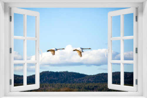 Fototapeta Naklejka Na Ścianę Okno 3D - whooper swan in flight