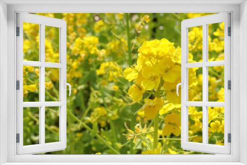 Fototapeta Naklejka Na Ścianę Okno 3D - 春の風景 菜の花 黄色 鮮やか 可憐 かわいい パステル 花 美しい アブラナ 