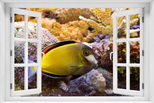Fototapeta Naklejka Na Ścianę Okno 3D - japonicus fish