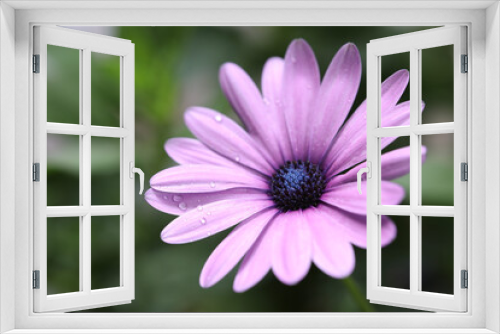 Fototapeta Naklejka Na Ścianę Okno 3D - Purple Daisy flower close up