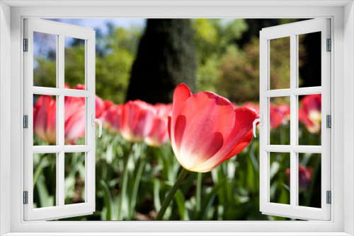 Fototapeta Naklejka Na Ścianę Okno 3D - Close up of a tulip with white and red petals with many other blurred tulips in the foreground and background with blurry greenery