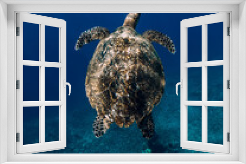 Fototapeta Naklejka Na Ścianę Okno 3D - Green sea turtle glides in ocean. Turtle swim underwater