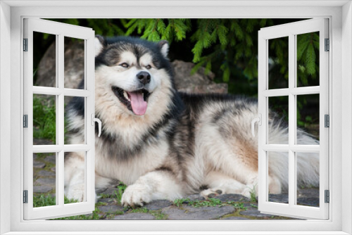 Fototapeta Naklejka Na Ścianę Okno 3D - Alaskan Malamute resting on the grass