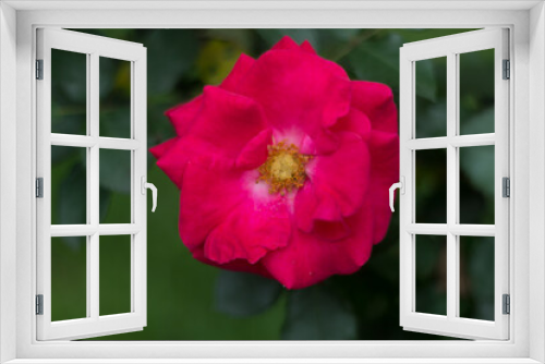 Fototapeta Naklejka Na Ścianę Okno 3D - red hibiscus flower