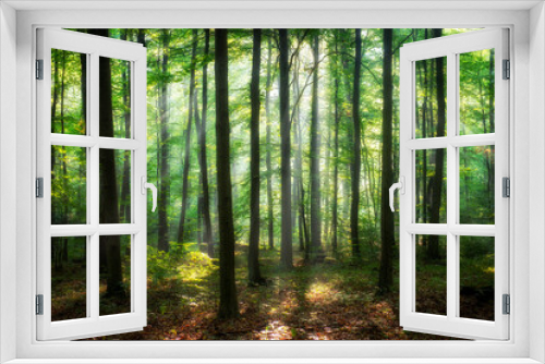 Fototapeta Naklejka Na Ścianę Okno 3D - Beautiful morning in the forest
