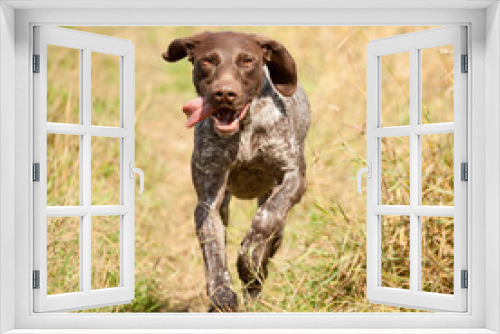 Fototapeta Naklejka Na Ścianę Okno 3D - lovely german shorthaired pointer hunting dog running on a field