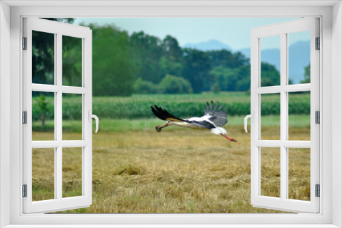 Fototapeta Naklejka Na Ścianę Okno 3D - A stork in flight over a field