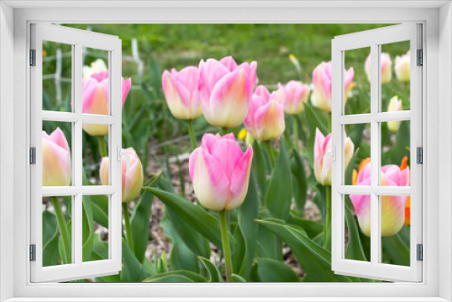 Fototapeta Naklejka Na Ścianę Okno 3D - Pink color blooming tulip flowers into green spring garden floral holiday concept 