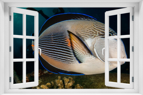 Fototapeta Naklejka Na Ścianę Okno 3D - fish on the sea floor
