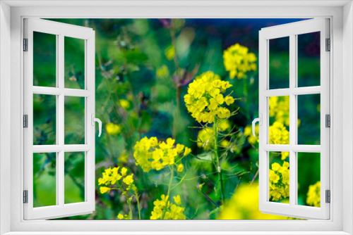 Fototapeta Naklejka Na Ścianę Okno 3D - 風土記の丘の菜の花