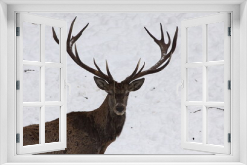 Fototapeta Naklejka Na Ścianę Okno 3D - Powerful adult red deer in winter meadow. Detail