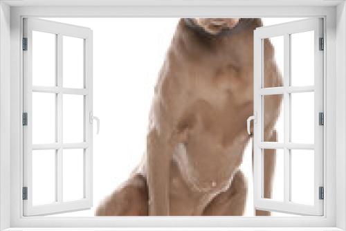 Fototapeta Naklejka Na Ścianę Okno 3D - Weimaraner dog