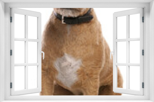 Fototapeta Naklejka Na Ścianę Okno 3D - Lakeland Terrier cross