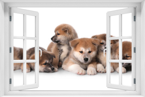 Fototapeta Naklejka Na Ścianę Okno 3D - Adorable Akita Inu puppies on white background