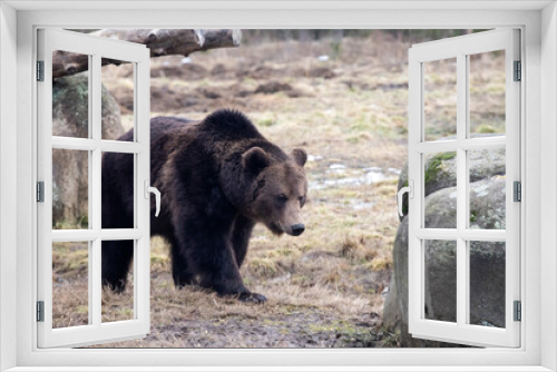 Fototapeta Naklejka Na Ścianę Okno 3D - Brown bear in winter forest