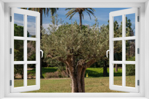 Fototapeta Naklejka Na Ścianę Okno 3D - Splendid day in the park, with an olive tree in the cenreo and some palm trees