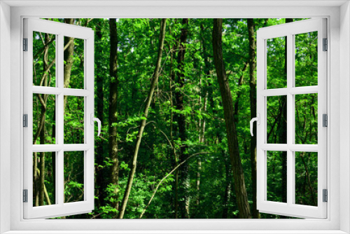 Fototapeta Naklejka Na Ścianę Okno 3D - Green forest background